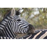 Private Tour: 2-Day Chalet Kruger Park Safari from Johannesburg