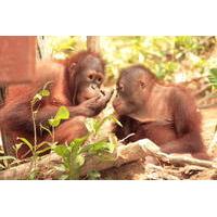Private Tour: Orangutan Island, Taiping Zoo and Perak Museum from Penang