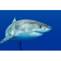 private tour cage dive with great white sharks from cape town