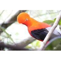 Private Bird-Watching Tour in Cloud Forest