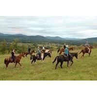 Private Vineyard Tour on Horseback with VIP Wine Tasting