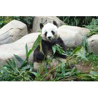 private day tour chengdu panda breeding base and sanxingdui museum