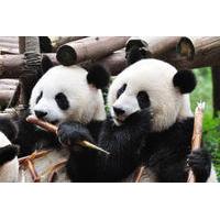private tour chengdu sightseeing with panda breeding center visit