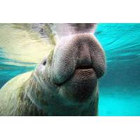 Private Manatee Tour