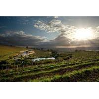 Private Wine Tour of Stellenbosch from Stellenbosch