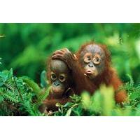 Private Tour: Gunung Leuser National Park Trekking Tour with Orangutan Viewing from Medan