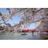 Private Cherry Blossom Tour in Hirosaki with a Local Guide