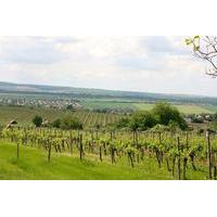 Private Wine and Sightseeing Tour with One-Way Budapest - Bratislava Transfer