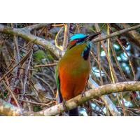 private tour bird watching from cancun