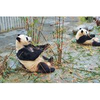 Private Day Tour of Chengdu Giant Panda and Chinese Kung Fu Learning