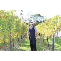 private tour of west aucklands kumeu wine trail