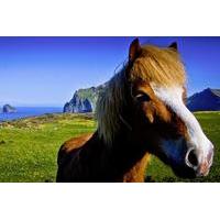 Private Golden Circle and Horse Riding Tour from Reykjavik