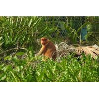 Proboscis Monkey River Safari