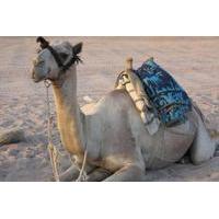 Private Tour: Sinai Jeep Safari, Abu Galum Snorkeling, Camel Ride and Bedouin Lunch