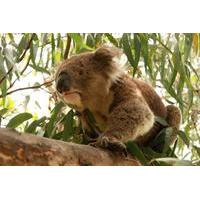 Private Tour: Phillip Island, Penguin Parade and Koala Conservation Centre from Melbourne