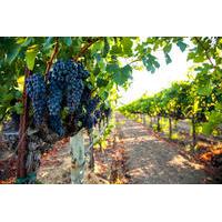 Private Limo Wine Tour of Napa Valley and Sonoma Valley from San Francisco