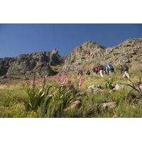 Private Hiking Tour of Table Mountain