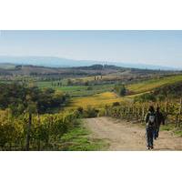 private tour guided hike in tuscany with transport from siena