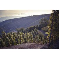 Private Tour: Wine Day Tour in the Rhône Valley from Lyon