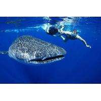 Private Tour: Whale Shark Adventure from Cancun and Riviera Maya