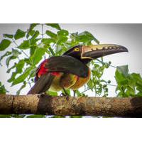 Private Tour: Bird Watching from the Riviera Maya