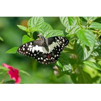 Private Tour: Kuala Lumpur Nature In The City Tour including Butterfly Park