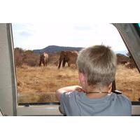 private small group full day safari tsavo east national park from momb ...