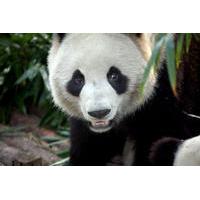 Private Tour: 2-Day Chengdu Tour with Pandas and Leshan Giant Buddha