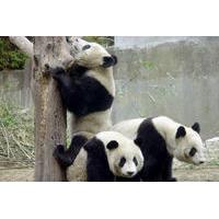 Private Chengdu Day Tour Including Giant Pandas and the Jinsha Site Museum