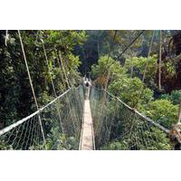 private tour kuala lumpur rainforest and canopy walkway tour