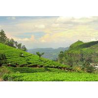 Private Tour: Puncak Highland from Jakarta