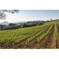 Private Provençal Wine-Tasting Tour with Picnic Lunch from Cannes