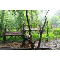 private day tour chengdu giant panda breeding center and leshan giant  ...
