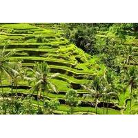 private chartered car to ubud villages with traditional dance