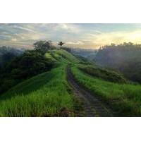 Private Tour: Ubud Rice Paddies Trek with Campuhan Ridge Walk