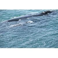 Private Tour: Whale Watching Day Tour to Hermanus from Cape Town
