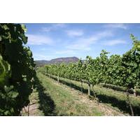 private luxury blue mountains day trip including lunch and wine tastin ...
