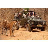 Private Tour: 2-Day Ranthambore National Park from Jaipur