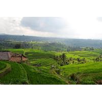 Private Tour: Temple and Countryside Tour from Bali