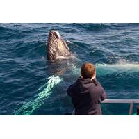 Private Tour: Newfoundland Puffin and Whale Watch Cruise with Picnic Lunch