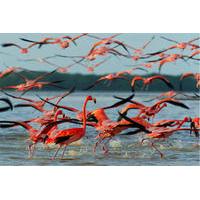private tour ek balam and pink flamingoes sanctuary with photographer  ...
