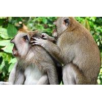Private Tour: Ubud Highlights with Sacred Monkey Forest Sanctuary