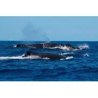 private boat whale watching tour in praia do forte from abrantes or ai ...