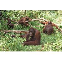 private tour orangutan island and mangrove forest day trip from penang