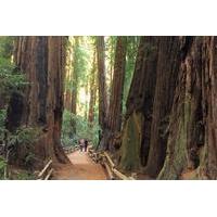 Private Tour to Muir Woods and Sausalito