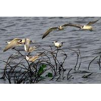 Private Muthurajawela Sanctuary Bird Watching Tour from Colombo