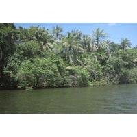 private jungle boat tour to sapiranga natural reserve from abrantes