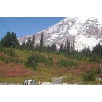 Private Mount Rainier Tour from Seattle