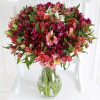 Premium British Alstroemeria - flowers