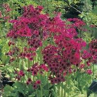 Primula japonica \'Miller\'s Crimson\' - 1 packet (45 primula seeds)